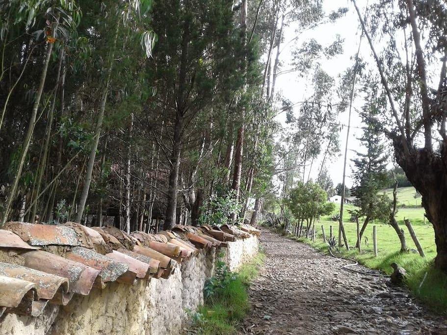 Casa En El Arbol